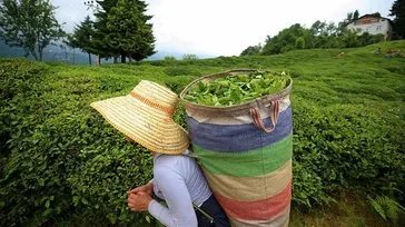 TIKLA-ÖĞREN I Tarım ve Orman Bakanlığı açıkladı: İşte 2024 yaş çay alım fiyatı
