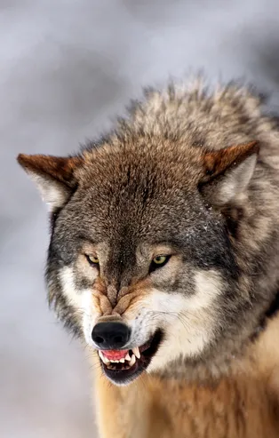 Türkiye futbol klüplerinin simgeleri...