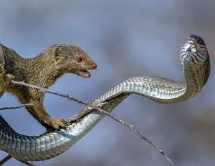 Avken avcı oldu