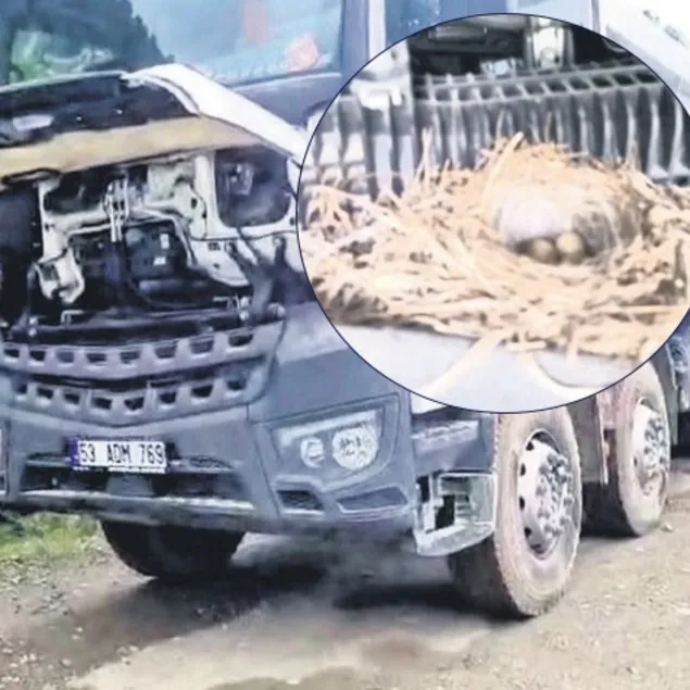 En pahalı kuş yuvası