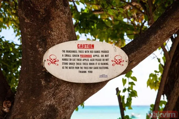 Dünyanın en tehlikeli ağacı! Dallarının altında durmak bile öldürebilir - 14