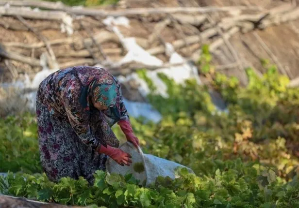 bu-isi-yapmak-her-yigidin-harci-degil-600-tlye-kadar-yevmiyesi-var-gunde-en-az-250-tl-verilecek-1635157762087.jpg Bu işi yapmak her yiğidin harcı değil! 600 TL'ye kadar yevmiyesi var! Günde en az 250 TL verilecek-3