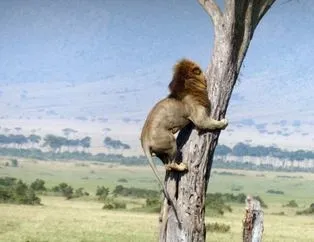 Ormanların kralı zor durumda