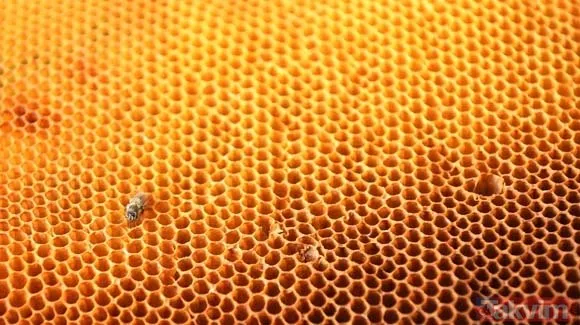 Ordu'da üretilen arı sütünün kilosu 20 bin TL'ye satılıyor