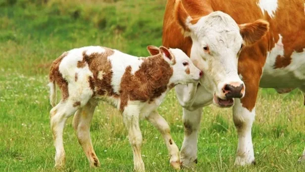 buzagi-desteklemesi-2022-ne-zaman-odenecek-2-donem-buzagi-destekleri-yatti-mi-tc-kimlik-no-sonu-0-2-4-6-8-olan-1650537816407.jpg 2. dönem buzağı destekleri yattı mı? BUZAĞI DESTEKLEMESİ 2022 NE ZAMAN ÖDENECEK? TC kimlik NO sonu '0', '2', '4', '6', '8' olanlar...-4