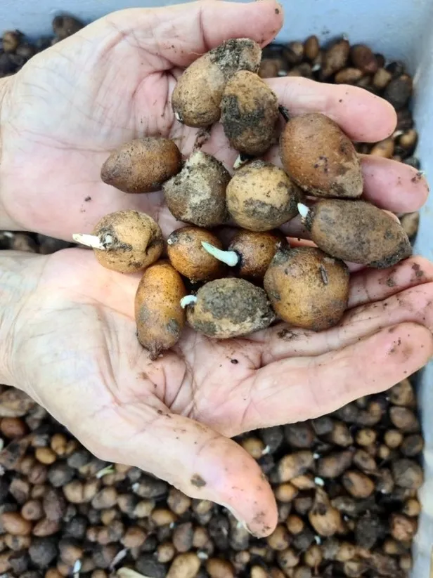 Kilo fiyatı dudak uçuklatıyor! Bankacılığı bıraktı parayı buldu-2