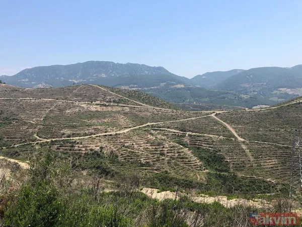 Adana Kozan'da geçtiğimiz yıl yanan 280 futbol sahası büyüklüğündeki alan 5 ay sonra yemyeşil - 11