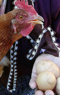 Bu tavuğun yumurtası tam bin lira!