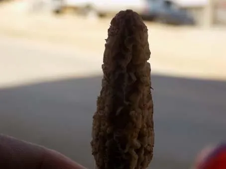 Kuzu göbeği fiyatları et fiyatlarını geçti-5