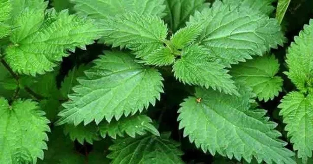 Cilt hastalıklarının temelinde sağlıksız karaciğer bulunuyor! Roka, lahana ve papatya çayı ise cildi besliyor...-2