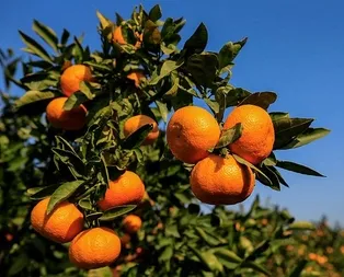 Kısırlığa mandalina