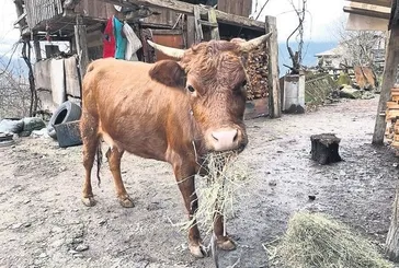 Türkiye-Gürcistan sınırında firari inek alarmı: Gürcü köylüler, sahibine ulaşmak için Türkiye’ye haber saldı