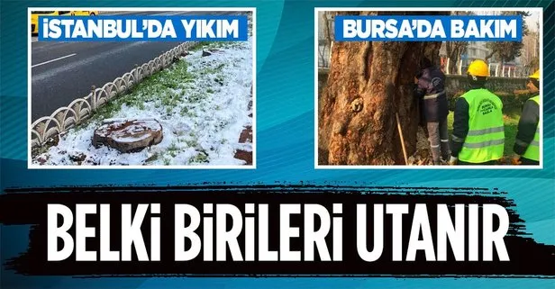İBB tarihi çınarları keserken, Bursa Büyükşehir Belediyesi 433 yıllık çınarların bakımını sürdürüyor!