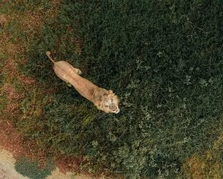 Yılın en iyi drone fotoğrafları belli oldu!