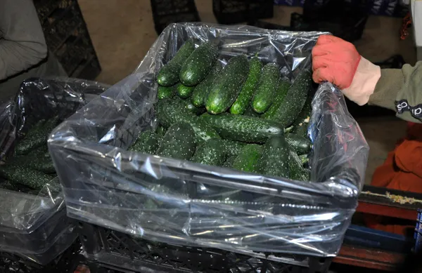 Rusya Ukrayna savaşı meyve-sebze ihracatını durdurdu! Fiyatlar düştü: Hıyarın foyası ortaya çıktı