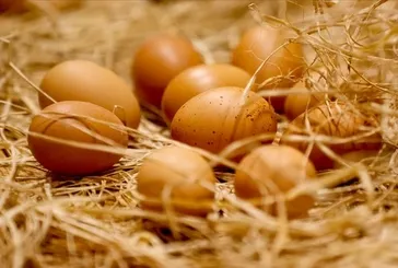 Bilim insanları araştırdı: Yumurta yemek ömrü uzatıyor!