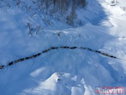 Karlı dağlarda keçilerin zorlu yolculuğu! 2 metreyi bulan karda 6 kilometre...