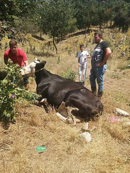 bilecikte-kacan-kurbanlik-kovalamaca-sonrasi-yakalandi-1626558530547.jpeg Bilecik'te kaçan kurbanlık kovalamaca sonrası yakalandı-3