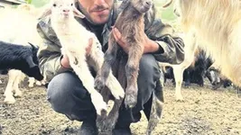 Süt arzında geçici düşüş