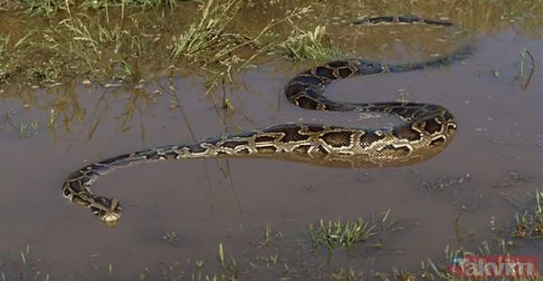 Duvarın içinden gelen seslerden ilallah etti sonunda paramparça etti! Gördükleri karşısında kalbi yerinden çıkacaktı - 33