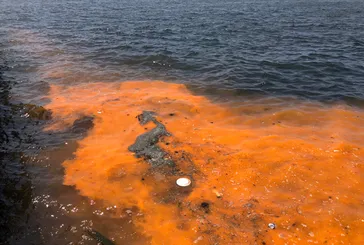İzmir Körfezi'nde yine aynı görüntü! Uzmanlardan 'kırmızı- turuncu renk' uyarısı