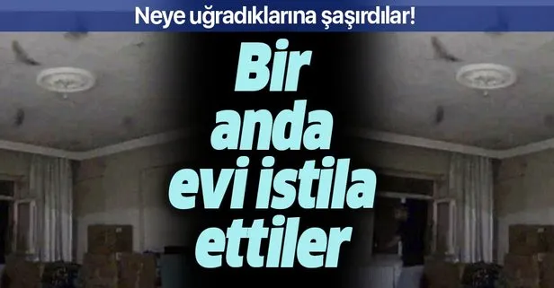 Hayrete düştüler... Ağrı’da evleri yarasalar bastı