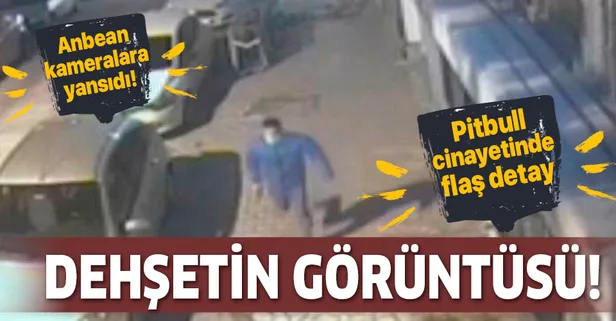 İşte dehşetin görüntüsü! Pitbull cinayetinde şoke eden detay