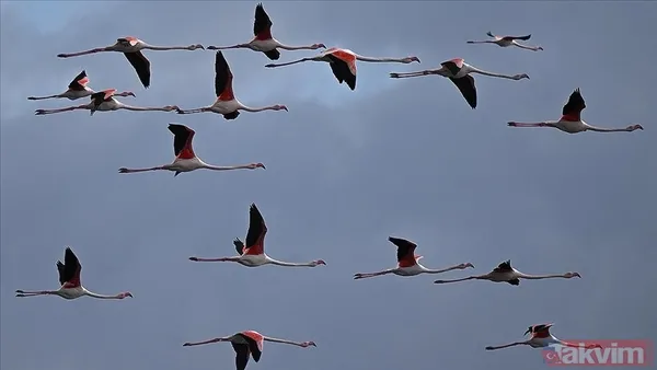 Yapay zeka kuşların evrimini geriye çekti! İlk uçuşun kökeni 60 milyon yıl öncesine ait - 4