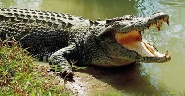 Timsahlar hakkındaki bu gerçeği ilk kez duyacaksınız! İşte dünyanın en ilginç bilgileri