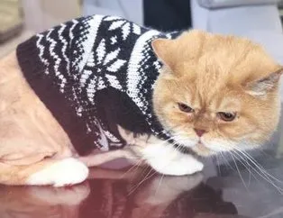 İyilik hare’kedi!’