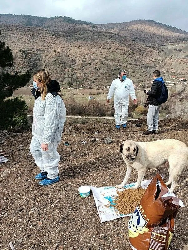 Ankara�da sokak köpekleri dağlık alanda ölüme terk edildi iddiası isyan