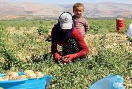 Başkan Erdoğan imzaladı! Mevsimlik tarım işçileriyle ilgili yeni düzenleme