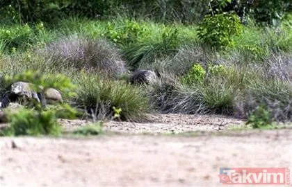 Vahşi yaşamın ürkütücü avcısı! Komodo ejderinin avlanma görüntüleri dehşete düşürdü...