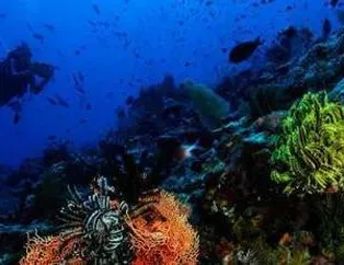 Su Altından Muhteşem Kareler