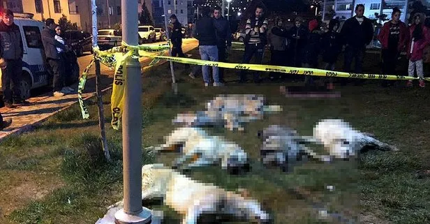 Son dakika: Ankara’da sokak köpeklerinin öldürülmesine ilişkin davada karar çıktı!