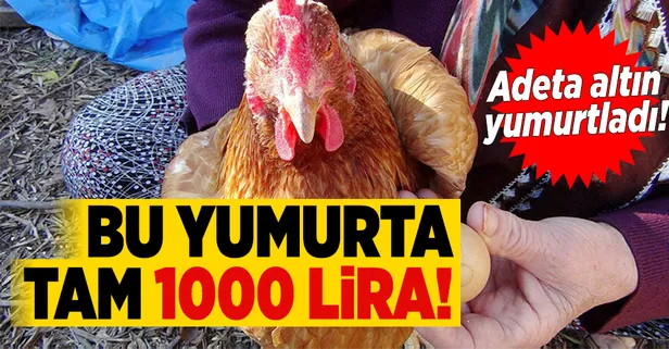 Bu tavuğun yumurtası tam bin lira!-1