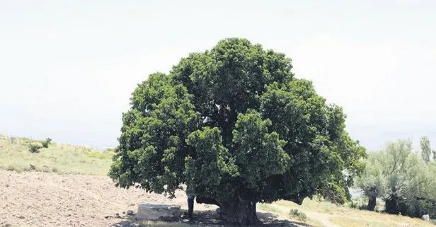 Nevşehir’de 1000 yıllık karadut ağacı korumaya alındı
