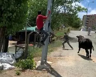 Pendik’ten Sultanbeyli’ye tosun ’Paşa’nın peşinde