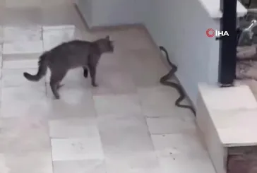Alanya'da yılana kafa tutan kedi kamerada