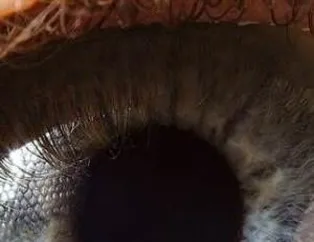 Gözlerinize inanamayacaksınız