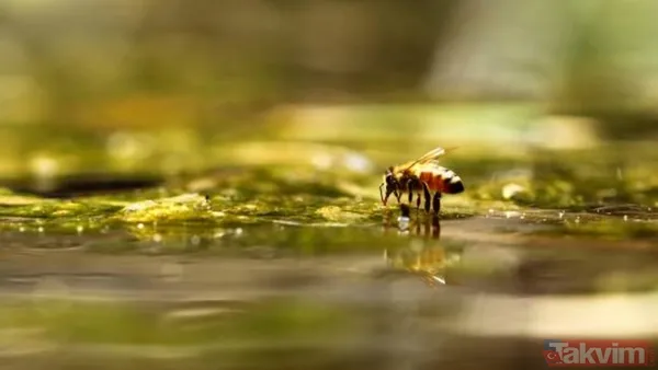 Su altında hayatta kalıyorlar! Bombus arılarının yeni yeteneği keşfedildi - 6