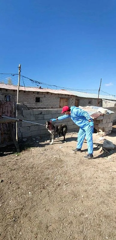 Bitlis'te kuduz paniği büyüyor! 36 vaka tespit edildi! Bir çocuğun tedavisi yoğun bakımda sürüyor