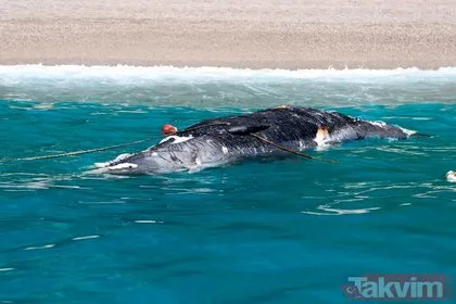 Ölüdeniz’de şok eden görüntü: Ölü balina kıyıya vurdu!