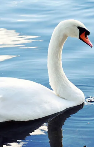 Rüyada kuğu görmek ne anlama gelir?