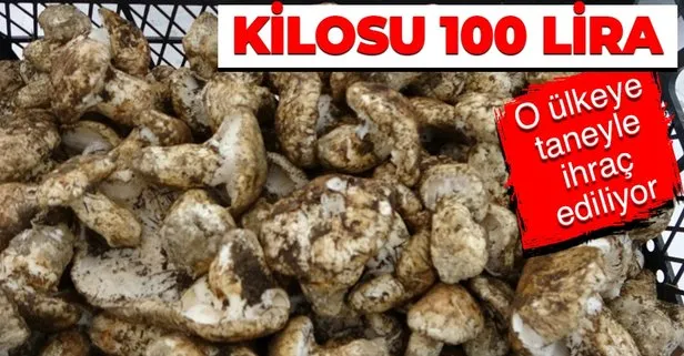 Adana’nın Kozan ve Feke ilçelerinde toplanıp kiloyla ihraç edilen sedir mantarı Japonya’da taneyle satılıyor