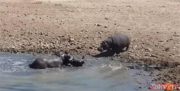 Aslan ve kaplanın (kavgası) karşılaşması hayrete düşürdü! - 6