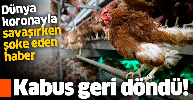 SON DAKİKA: Japonya'da kuş gribi paniği: 330 bin tavuğun itlaf edilmesine karar verildi