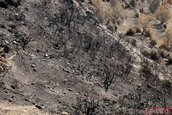 Türkiye'nin en kalitelisi! 5 milyon lira gelir elde edilen defne alanı orman yangınlarında yok oldu - 3