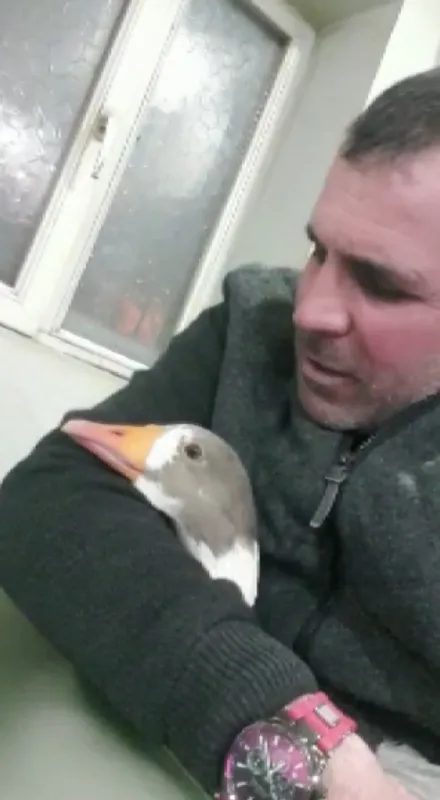 kaz-ile-dost-oldu-yolda-sahipsiz-gorup-aracina-aldi-1639914279378.jpg Kaz ile dost oldu! Yolda sahipsiz görüp aracına aldı-4