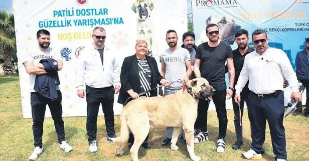 Sokak köpeği vahşeti bitmiyor! Adana’da Patili Dostlar Güzellik Yarışması’nda 3 yaşındaki minik saldırının kurbanı oldu